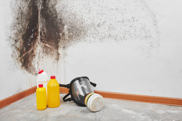 Best Mold Removal Specialists  in East Franklin, NJ