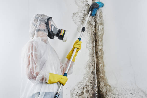 Best Affordable Mold Removal  in East Franklin, NJ