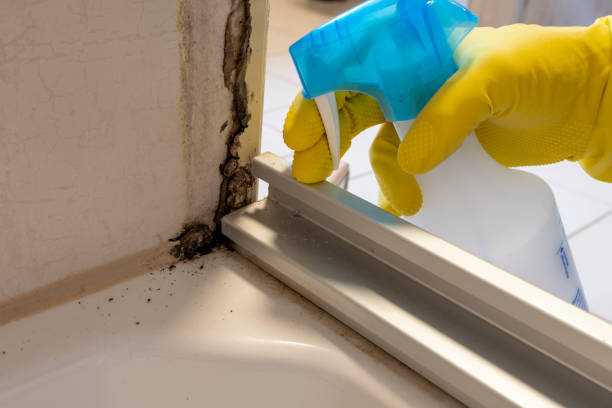 Best Emergency Mold Removal  in East Franklin, NJ