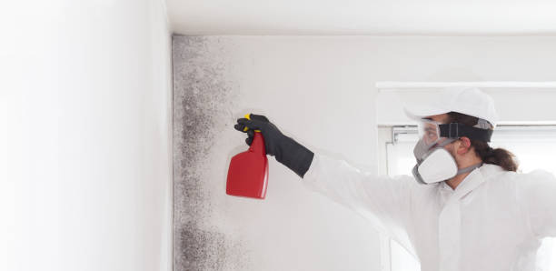 Best Best Mold Removal Companies  in East Franklin, NJ